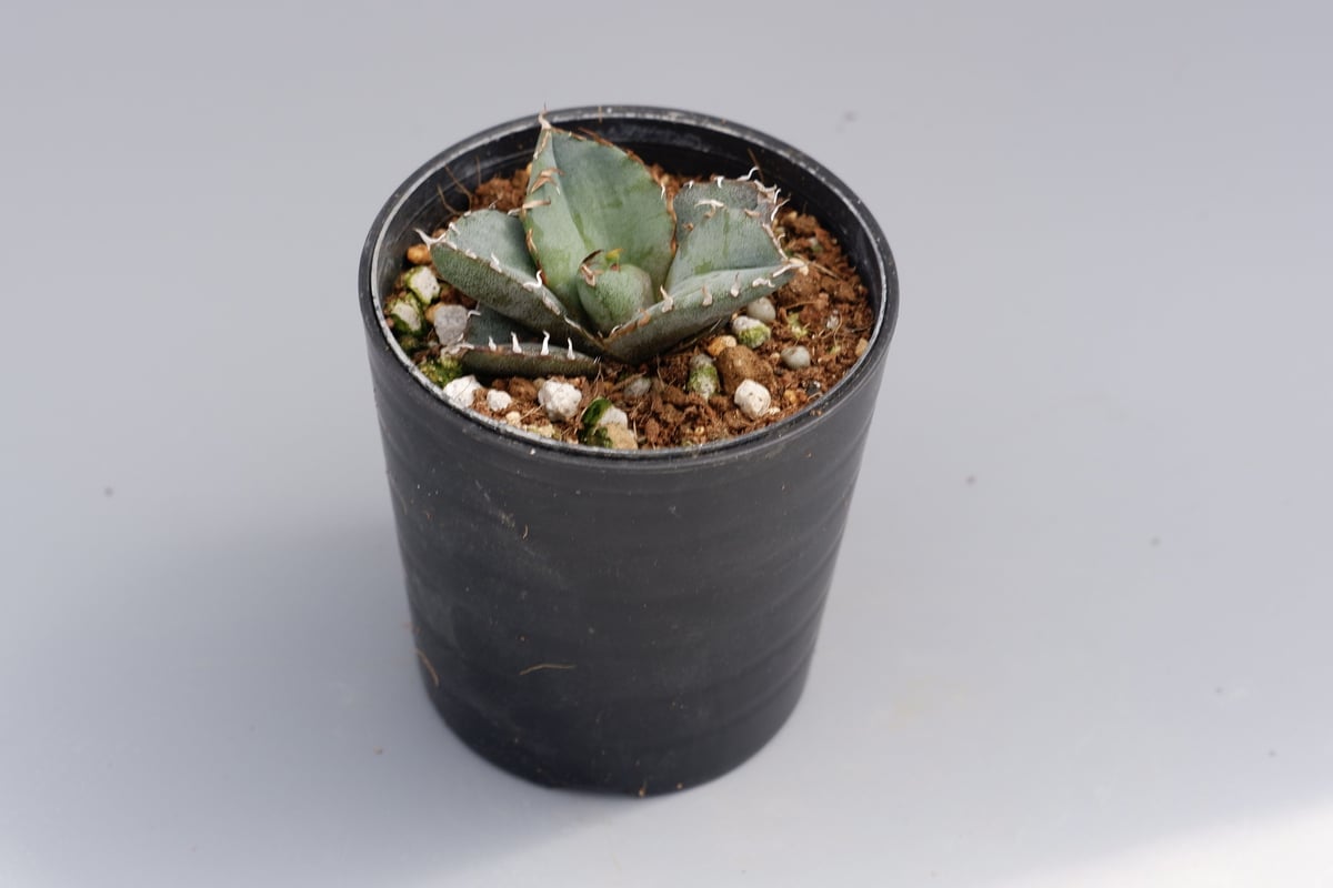 アガベ オテロイ 実生株 Agave oteroi seeding 040 | Sunny