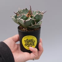 アガベ チタノタ シーザー 子株付き Agave titanota caesar 109 |