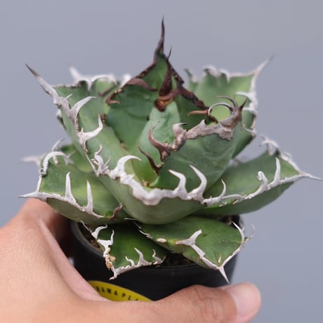 アガベシーザー | STORES