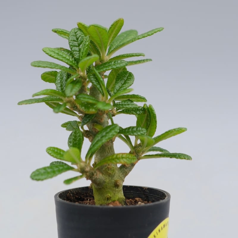 ドルステニア ギガス043 Dorstenia gigas | Sunny Branch