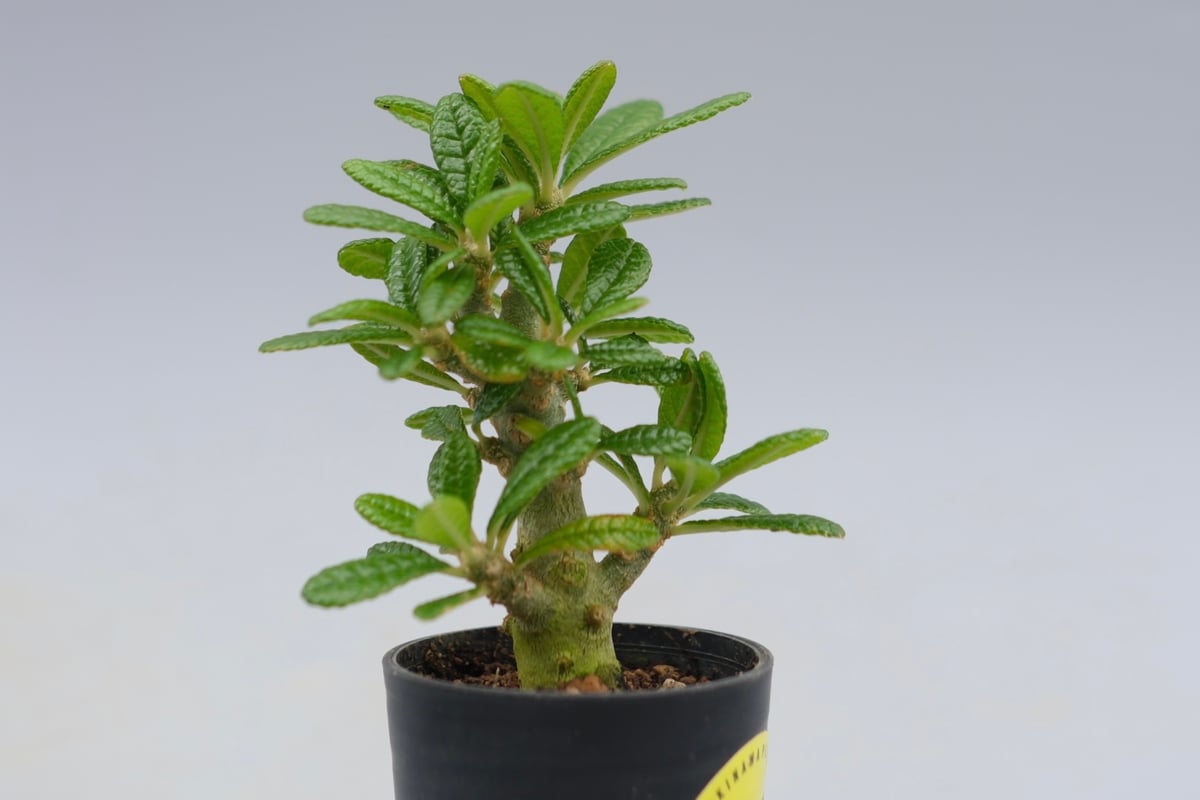 ドルステニア ギガス043 Dorstenia gigas | Sunny Branch