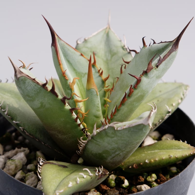 【専用お父ちゃん様】アガベ　オテロイ実生 アガベ オテロイ 実生株 Agave oteroi seeding 035 | Sunny