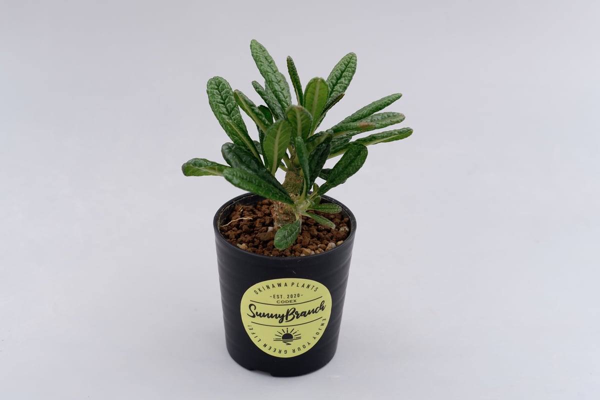 ドルステニア ギガス ドルステニア ギガス009 Dorstenia gigas | Sunny Branch