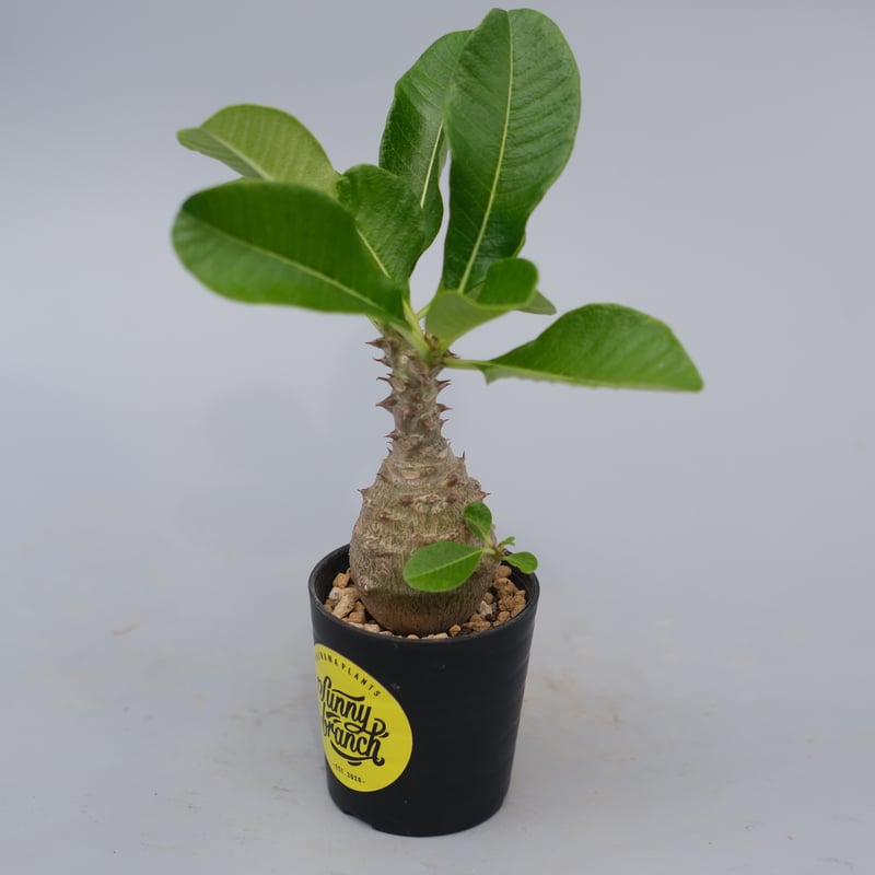 パキポディウム ウィンゾリー 実生株 070 Pachypodium windsorii |