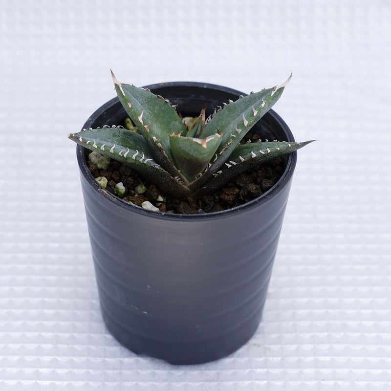 アガベ オテロイ 実生株 Agave oteroi seeding 012 | Sunny