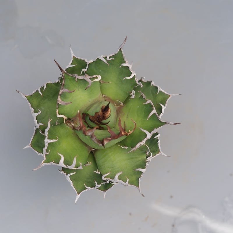 アガベ チタノタ シーザー Agave titanota caesar 193 | Sunny