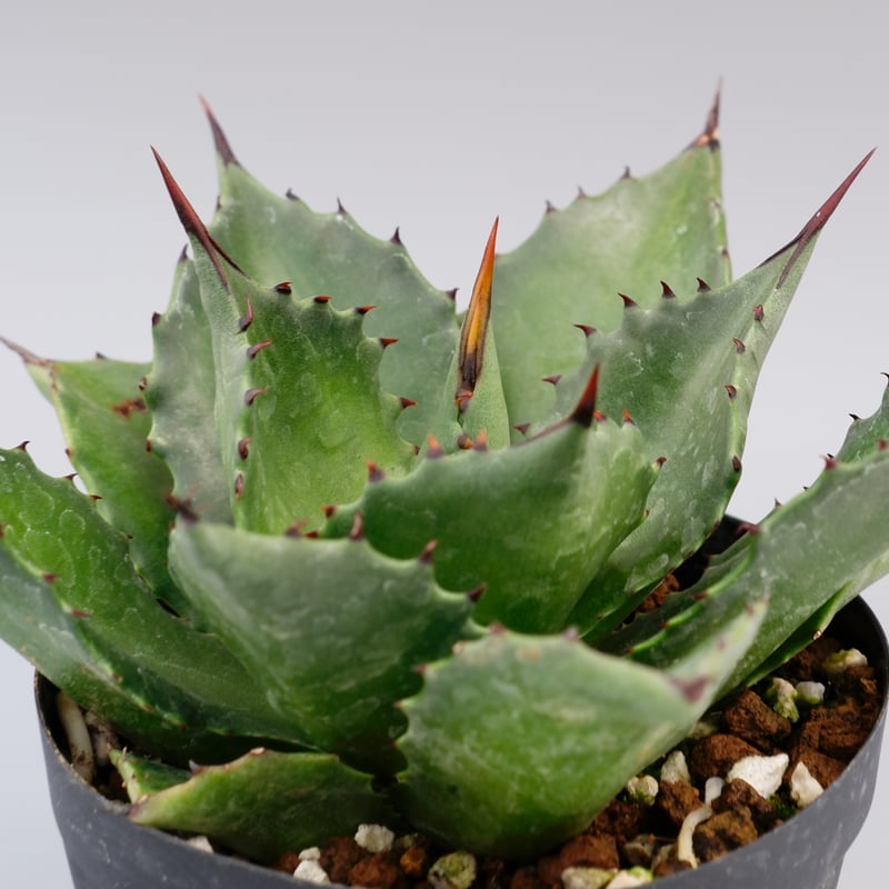 アガベ マグニフィカ アガベ♡マグニフィカ♡サロモニー♡多肉植物♡ アートフラワー パリ