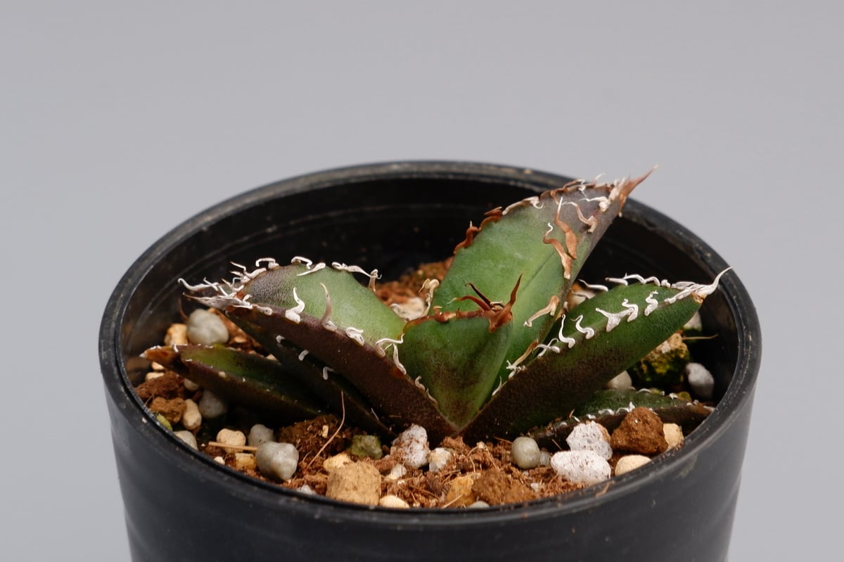 アガベ チタノタ シーザー Agave titanota caesar 046 | Sunny