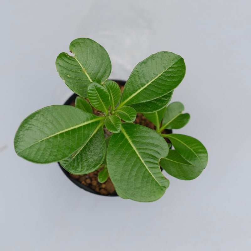 パキポディウム ウィンゾリー 実生株 039 Pachypodium windsorii |