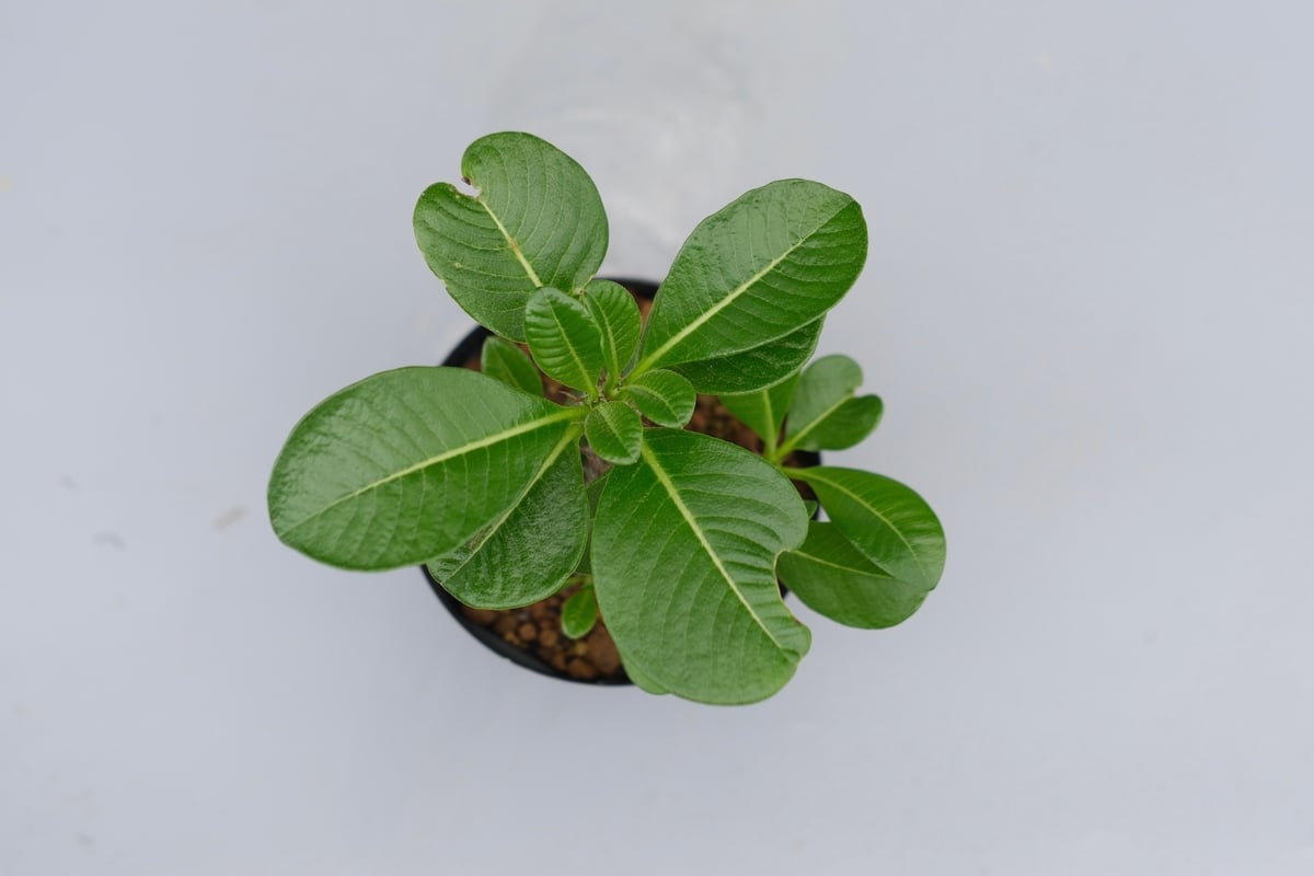 パキポディウム ウィンゾリー 実生株 039 Pachypodium windsorii |