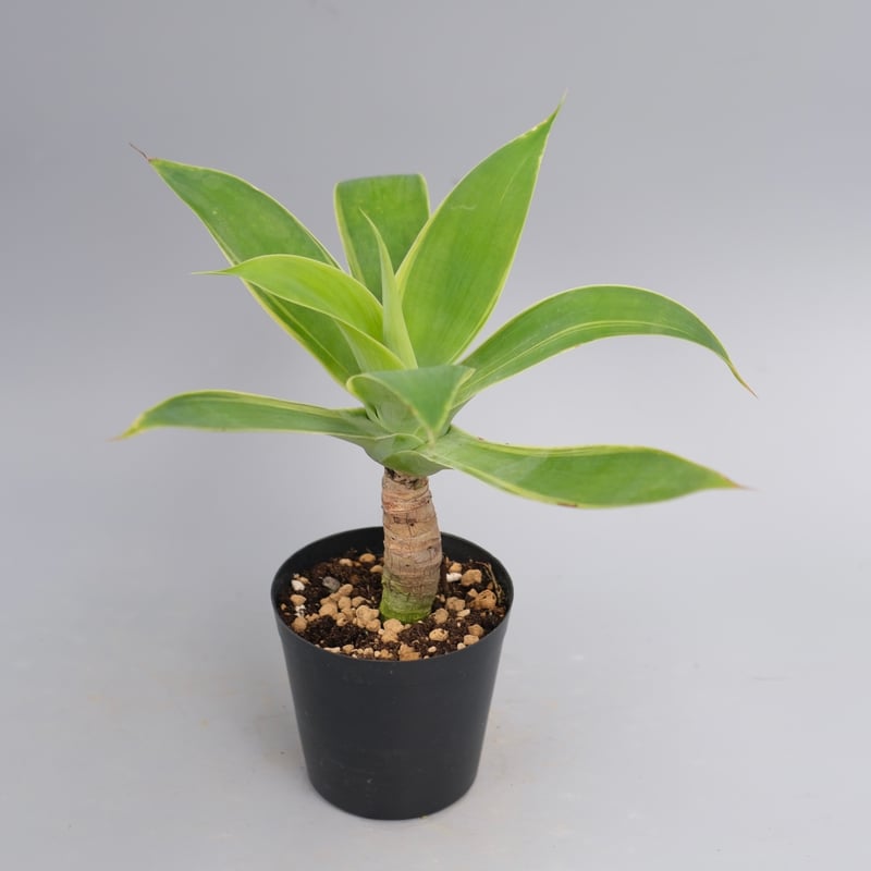 斑入り】アガべ アテナータ Agave attenuata 'Variegata' 003