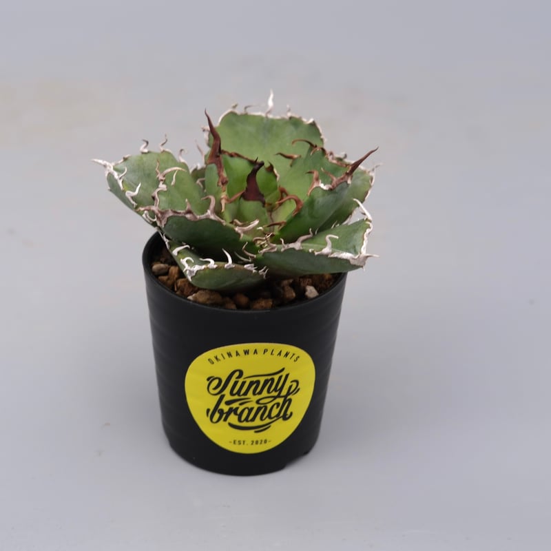 アガベ チタノタ 白鯨 Agave titanota white whale 199 | Su