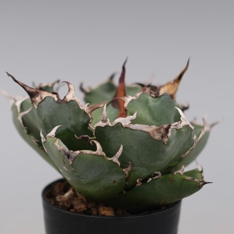 アガベ チタノタ 白鯨 Agave titanota white whale 229 | Su