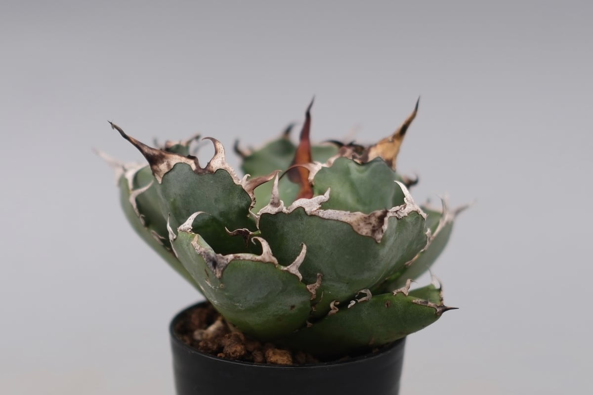 アガベ チタノタ 白鯨 Agave titanota white whale 229 | Su