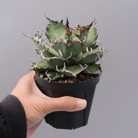 Nori】アガベ Nori】アガベ Agave Cj hybrid 特選株 （排棘&曲棘