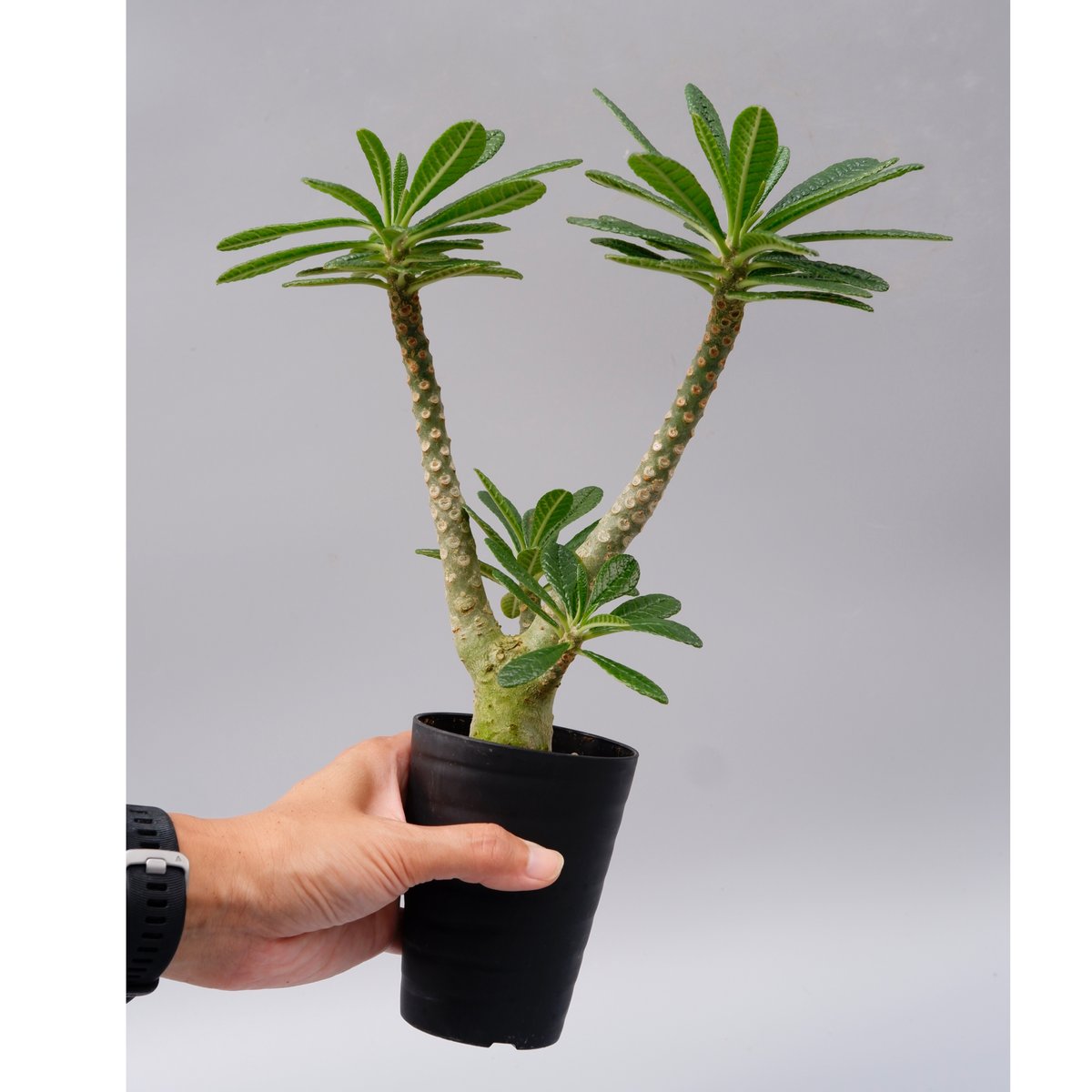 ドルステニア ギガス ドルステニア ギガス021 Dorstenia gigas | Sunny Branch