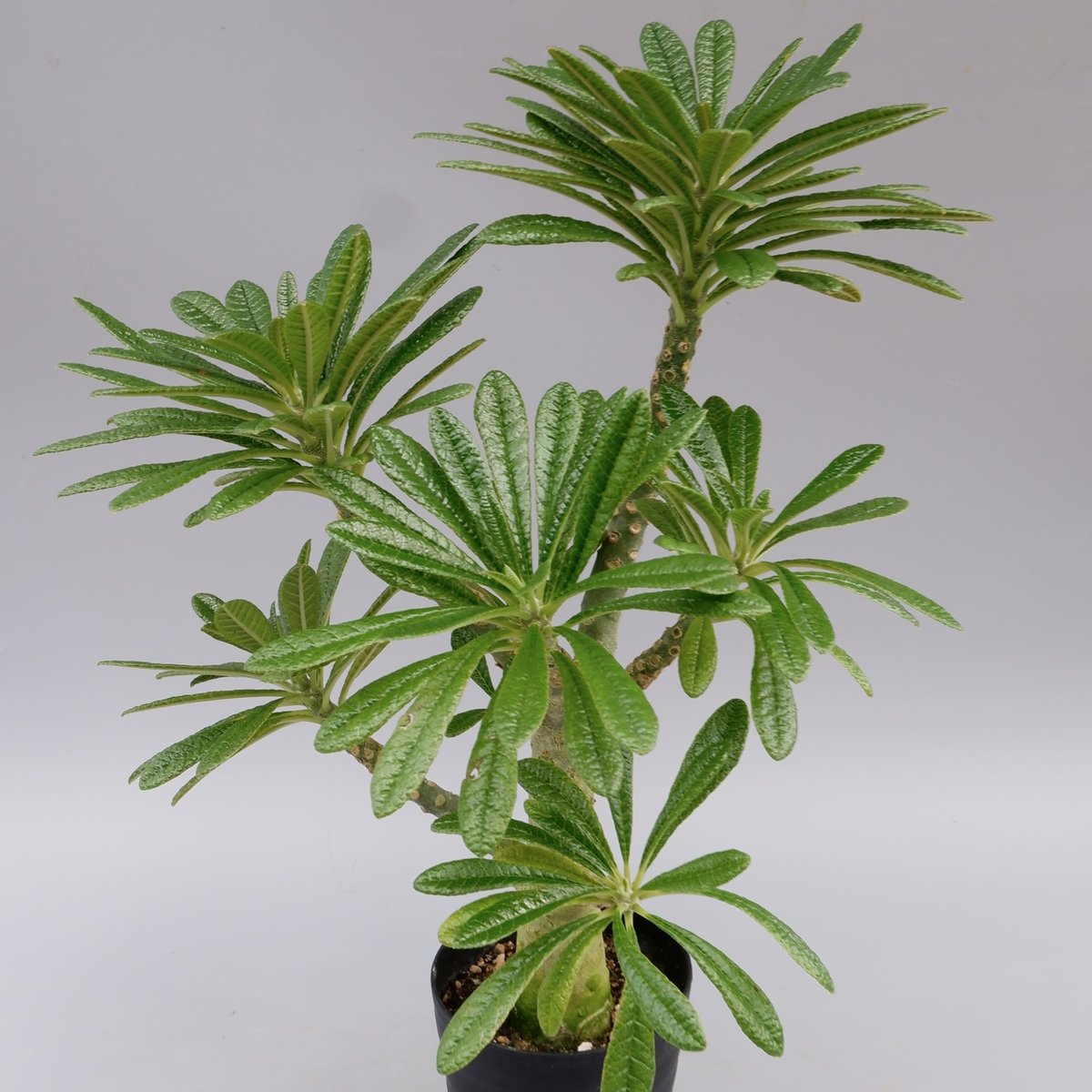 ドルステニア ギガス026 Dorstenia gigas | Sunny Branch