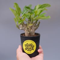 ドルステニア ギガス037 Dorstenia gigas | Sunny Branch