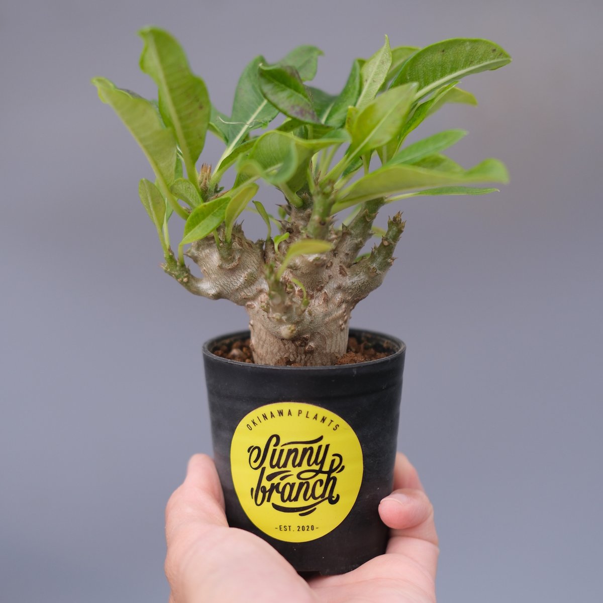 パキポディウム ウィンゾリー 実生株 099 Pachypodium windsorii |