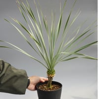 ユッカ ロストラータ 実生株 Yucca Rostrata 005 | Sunny Branch