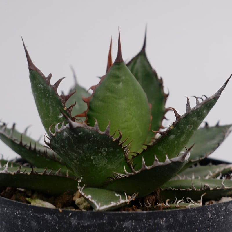 アガベ ホリダ 009 Agave horrida 強棘 | Sunny Branch