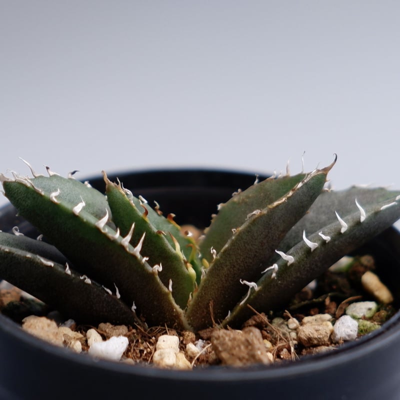 アガベ チタノタ 白鯨 054 Agave titanota white whale | Su