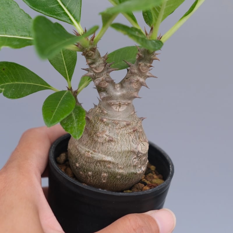 じぇむさんウィンゾリー パキポディウム ウィンゾリー 実生株 072 Pachypodium windsorii