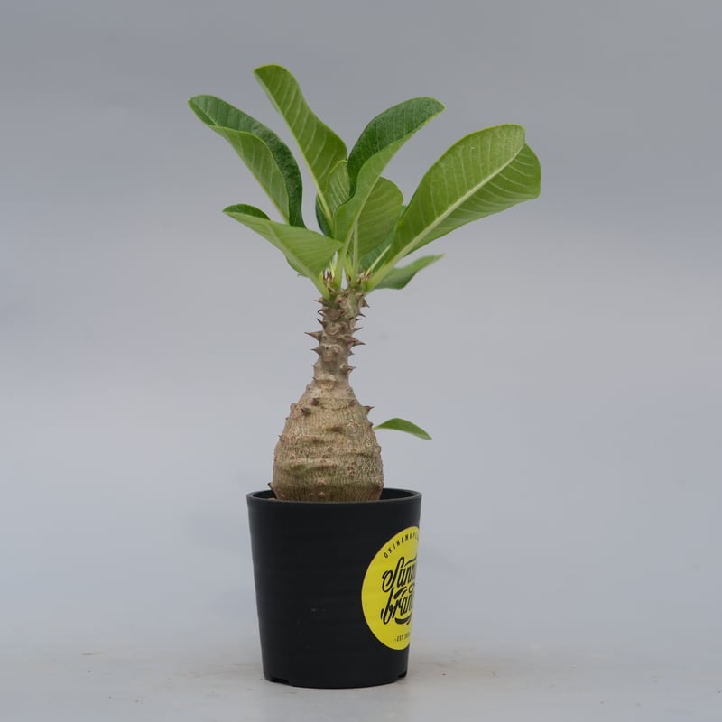 パキポディウム ウィンゾリー パキポディウム・ウィンゾリー(Pachypodium windsorii