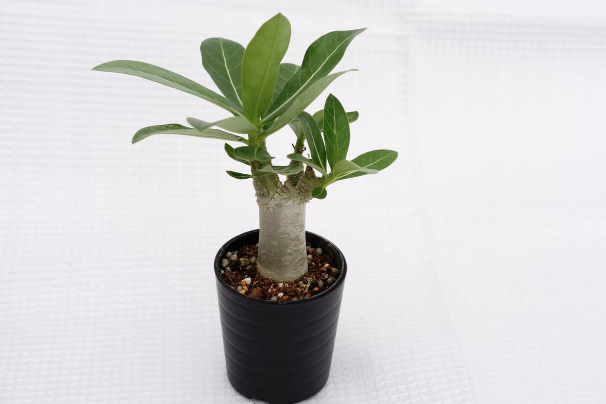 ①［大株］アデニウム アラビカム 実生 Adenium arabicum curly』 アデニウム・アラビカム 獅子葉の実生