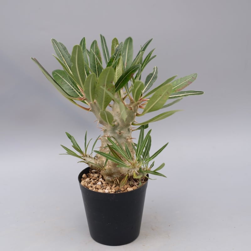 パキポディウム カクチペス 実生株 027 Pachypodium cactipes | Su パキポディウム カクチペス 実生株 027 Pachypodium cactipes | Su