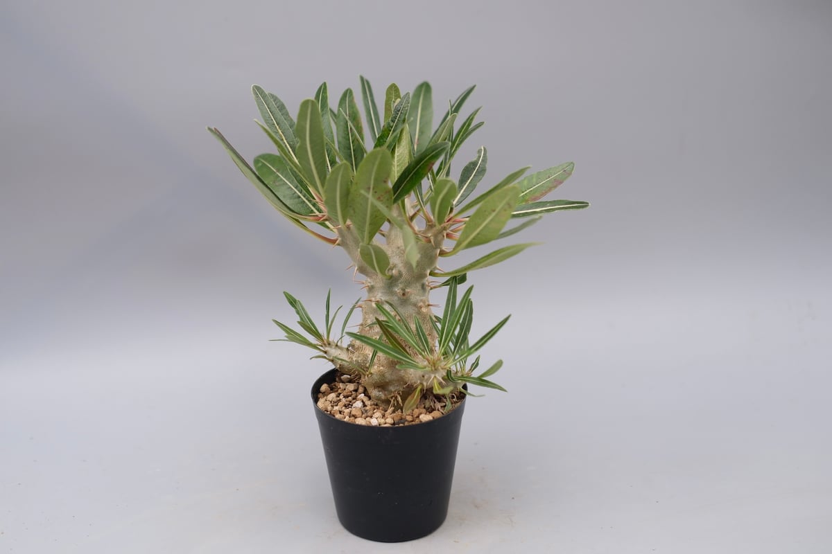 パキポディウム カクチペス 実生株 027 Pachypodium cactipes | Su