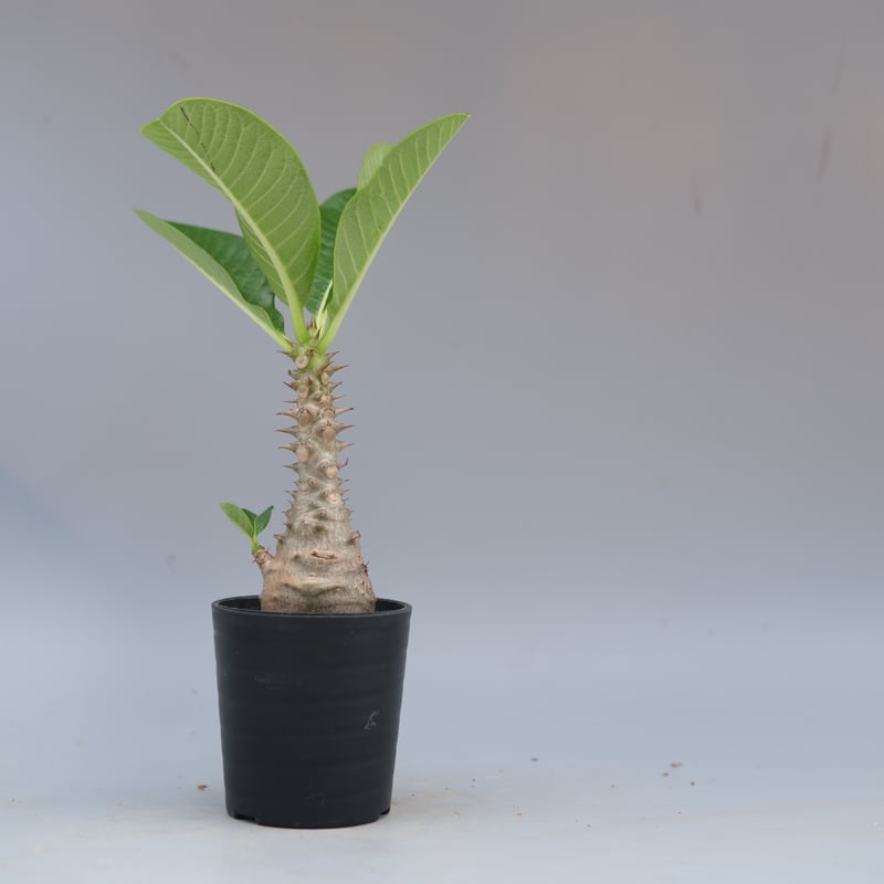 パキポディウム ウィンゾリー 実生株 056 Pachypodium windsorii |