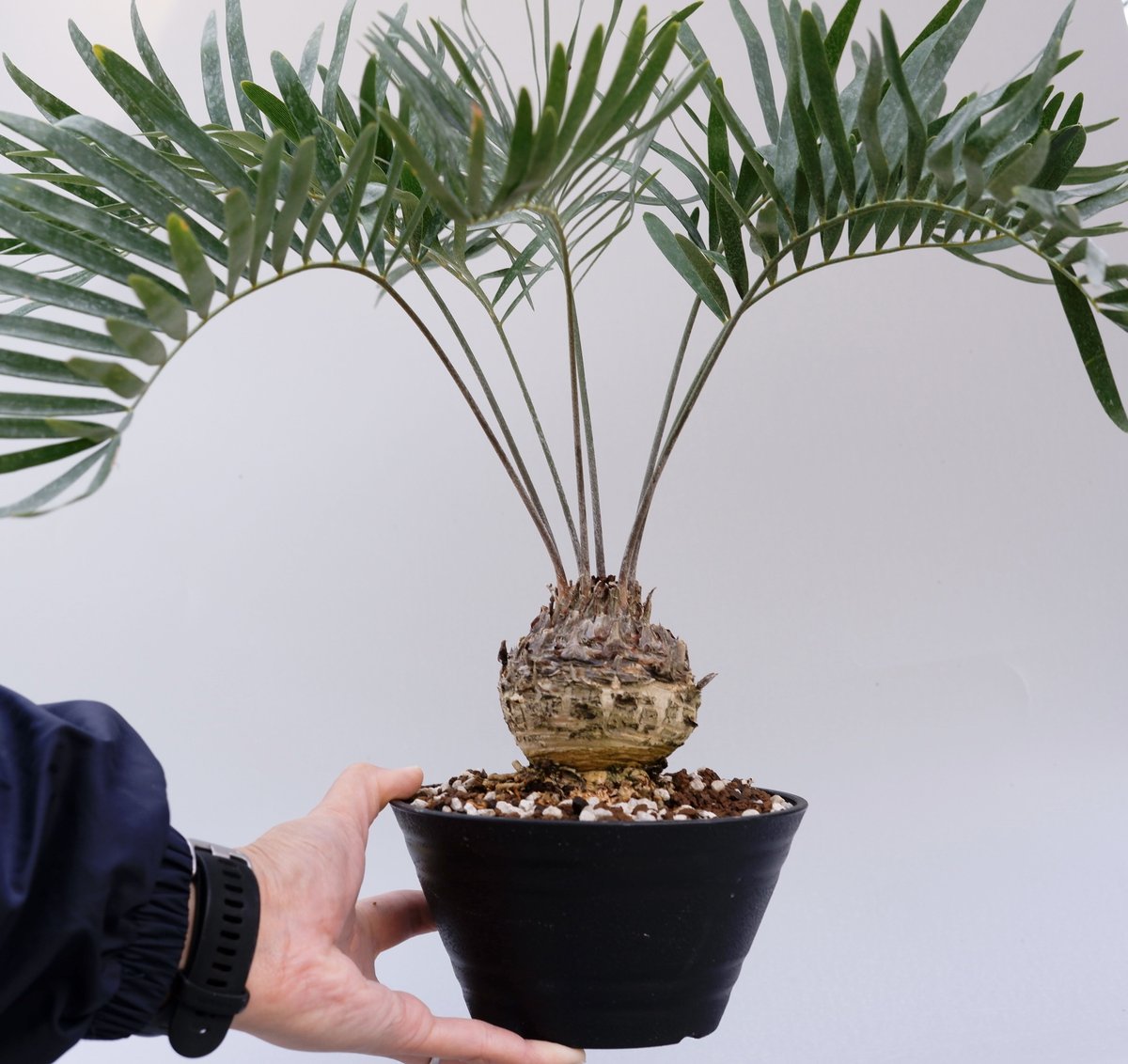ザミア　フロリダーナ　フロリダ蘇鉄 ザミア フロリダーナ 001 Zamia floridana 蘇鉄 | Sunny Branch