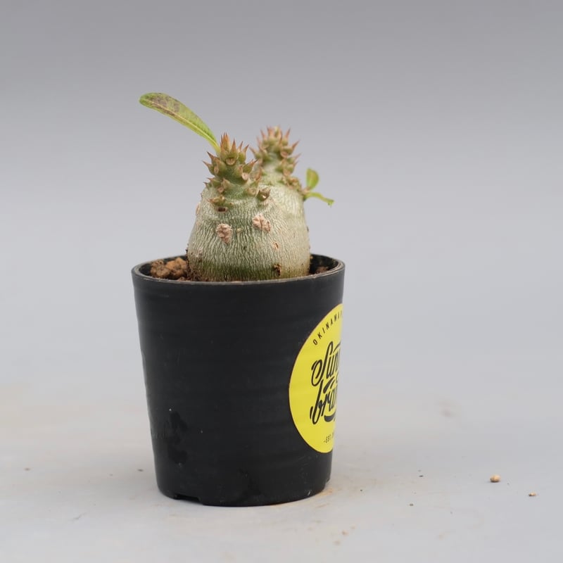パキポディウム ウィンゾリー 実生株 119 Pachypodium windsorii |