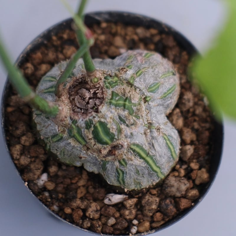 まんまる型 プセウド ボンバックス 064 Pseudobombax ellipticum |