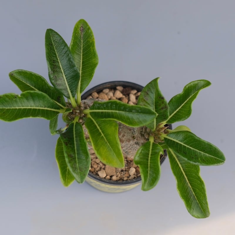 パキポディウム ウィンゾリー 実生株 095 Pachypodium windsorii |