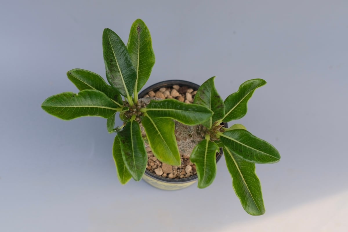 パキポディウム ウィンゾリー 実生株 095 Pachypodium windsorii |
