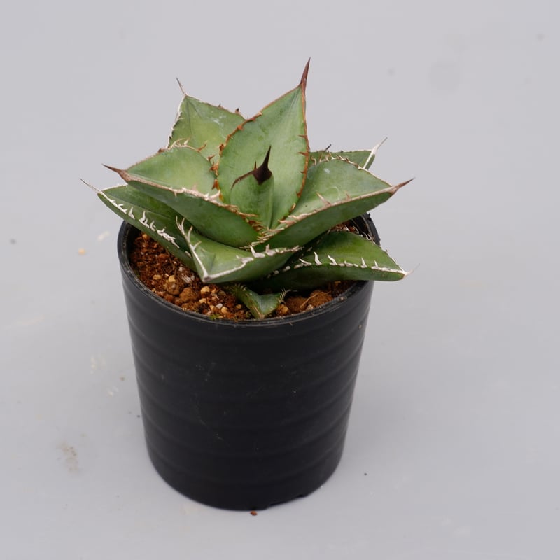 アガベ オテロイ 実生株 Agave oteroi seeding 074 | Sunny アガベ オテロイ 実生株 Agave oteroi seeding 074 | Sunny