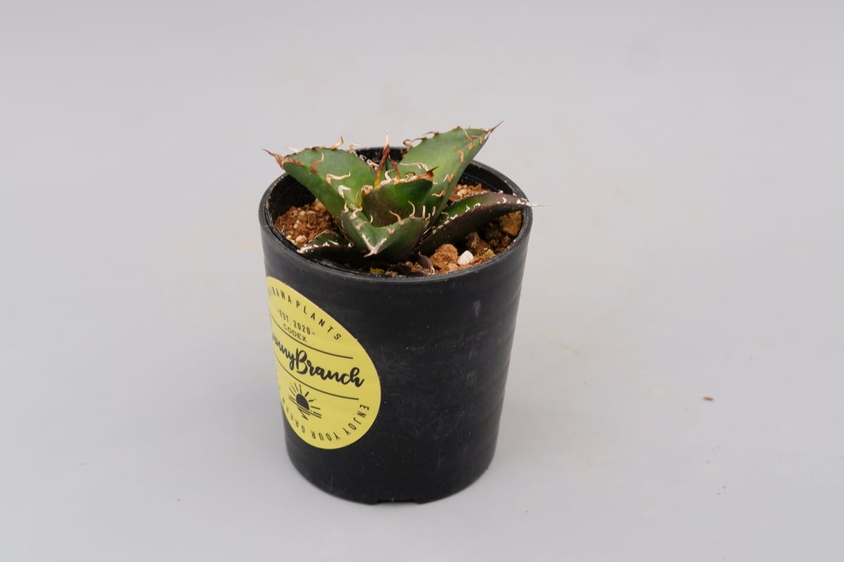 アガベ チタノタ シーザー Agave titanota caesar 104 | Sunny