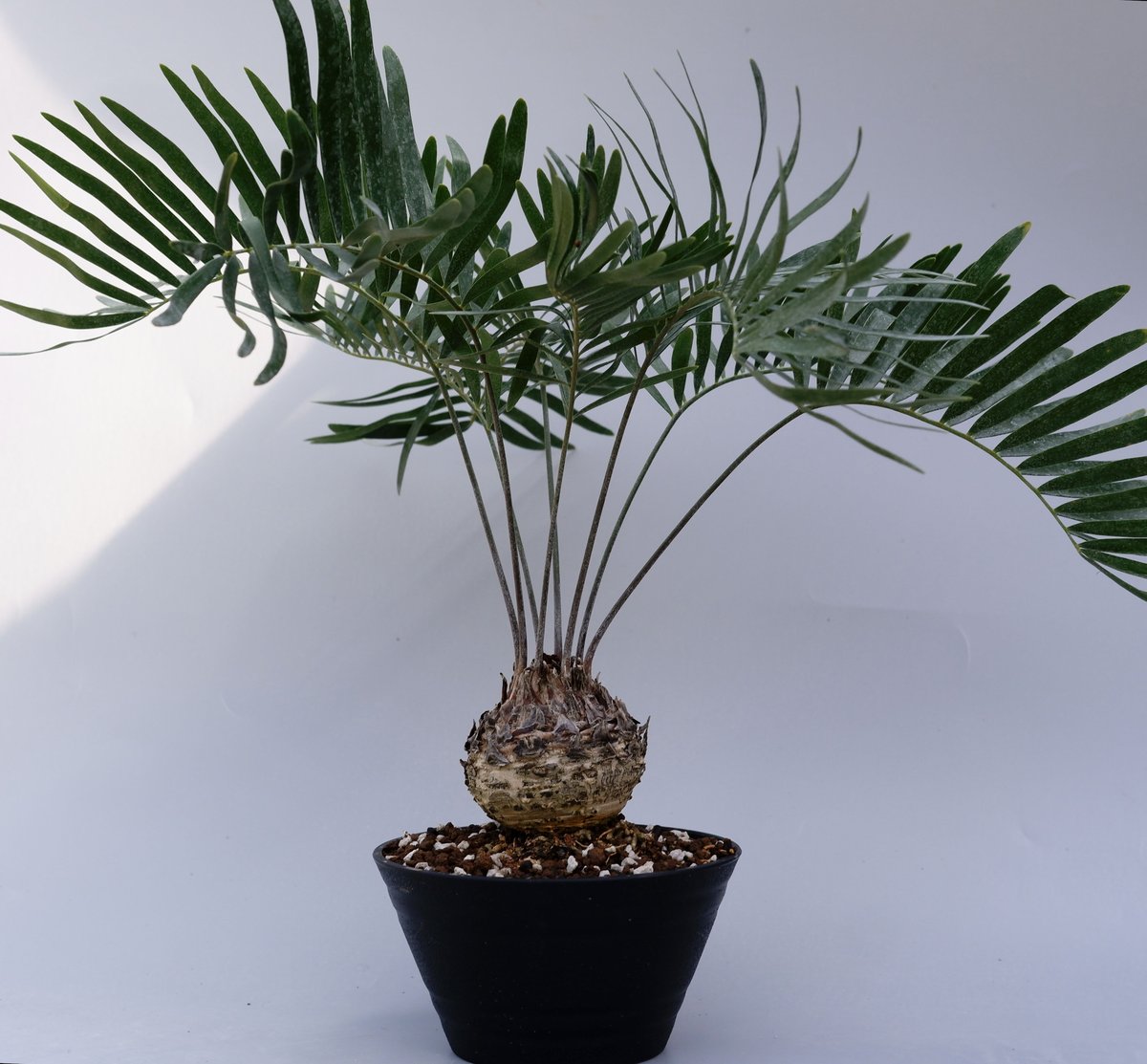 ザミア　フロリダーナ ザミア フロリダーナ 001 Zamia floridana 蘇鉄 | Sunny Branch