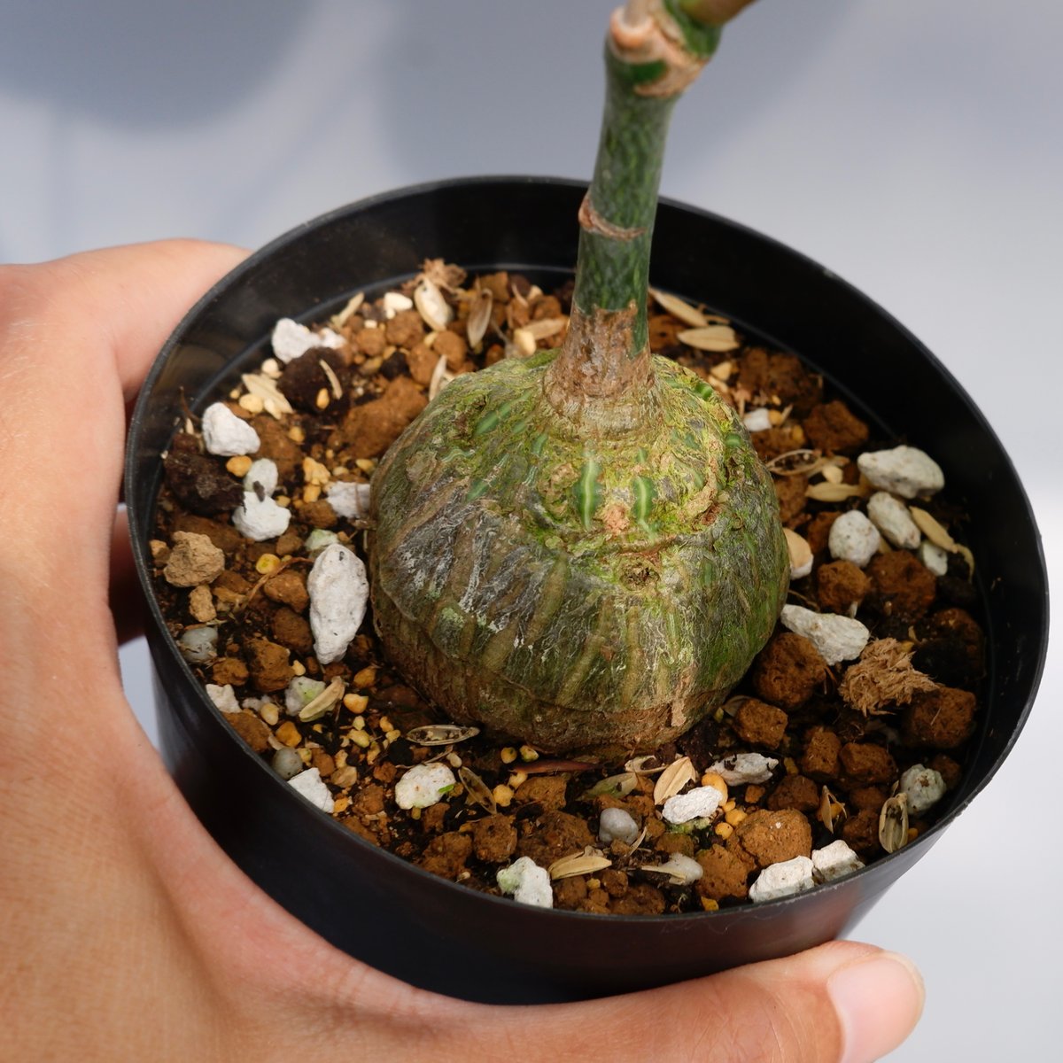 まんまる型 プセウド ボンバックス 029 Pseudobombax ellipticum |