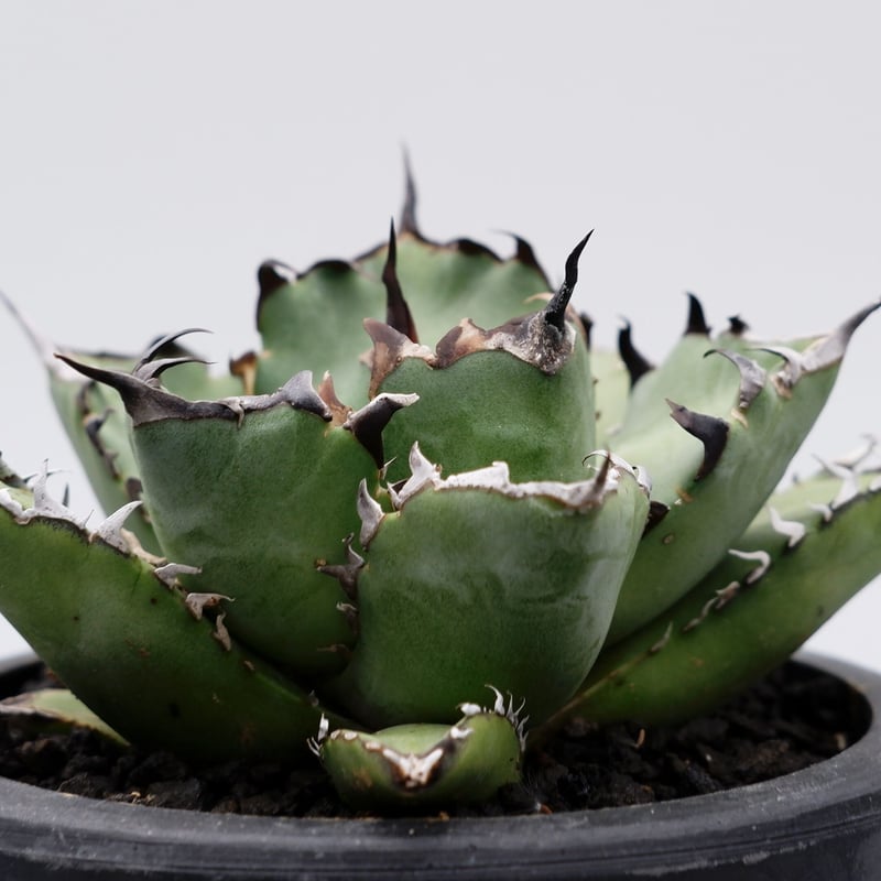 アガベ チタノタ 黒鯨 016 Agave titanota black whale | S
