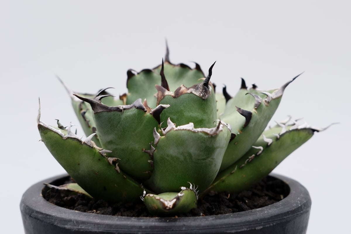 アガベ チタノタ 黒鯨 016 Agave titanota black whale | S