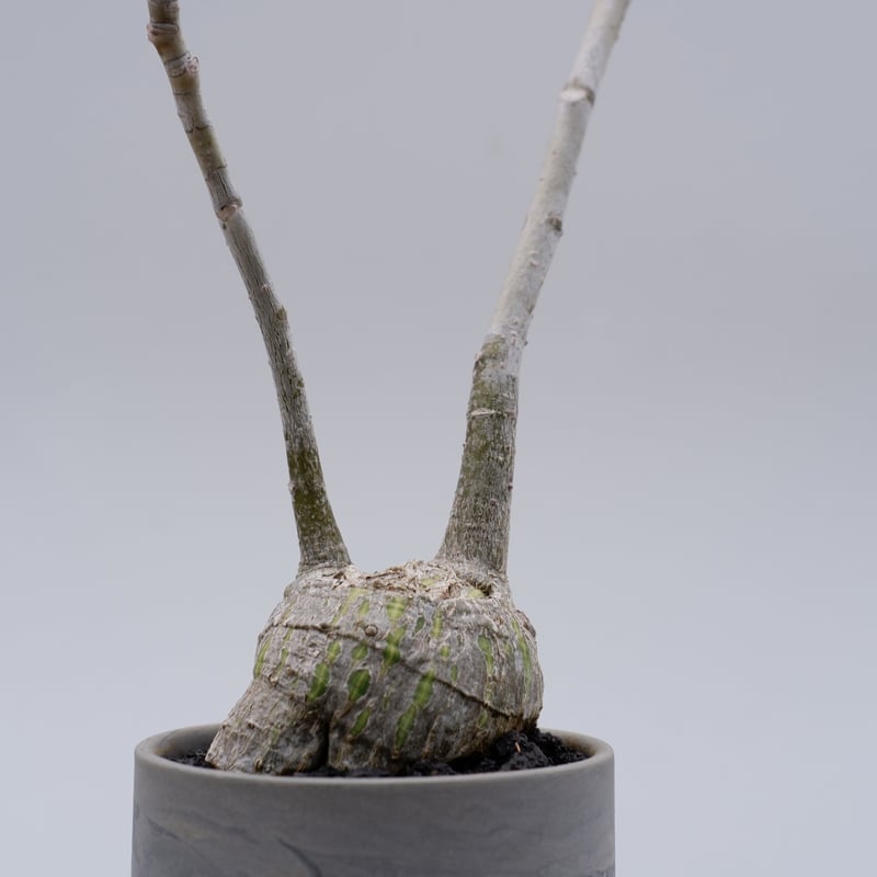 かわいいボンバックス　まんまる仕立て かわいいボンバックス まんまる仕立て