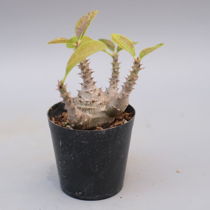 ウィンゾリー　　現地株 packypodium windsorii《Msize》現地球発根済み株‼︎今後の枝振りの展