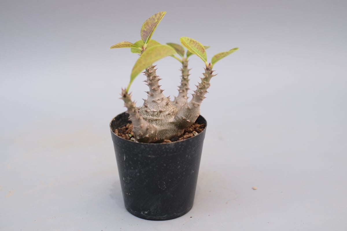 パキポディウム ウィンゾリー 実生株 124 Pachypodium windsorii |