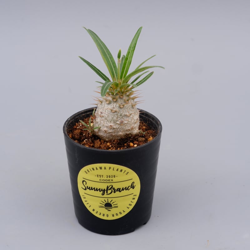 パキポディウム グラキリス 実生株 Pachypodium gracilius 048 | S