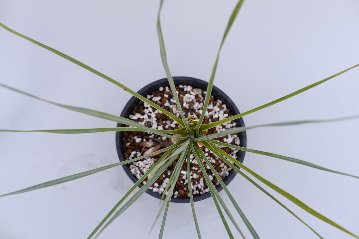 ユッカ ロストラータ 003【幹立ち】 Yucca Rostrata | Sunny Branch