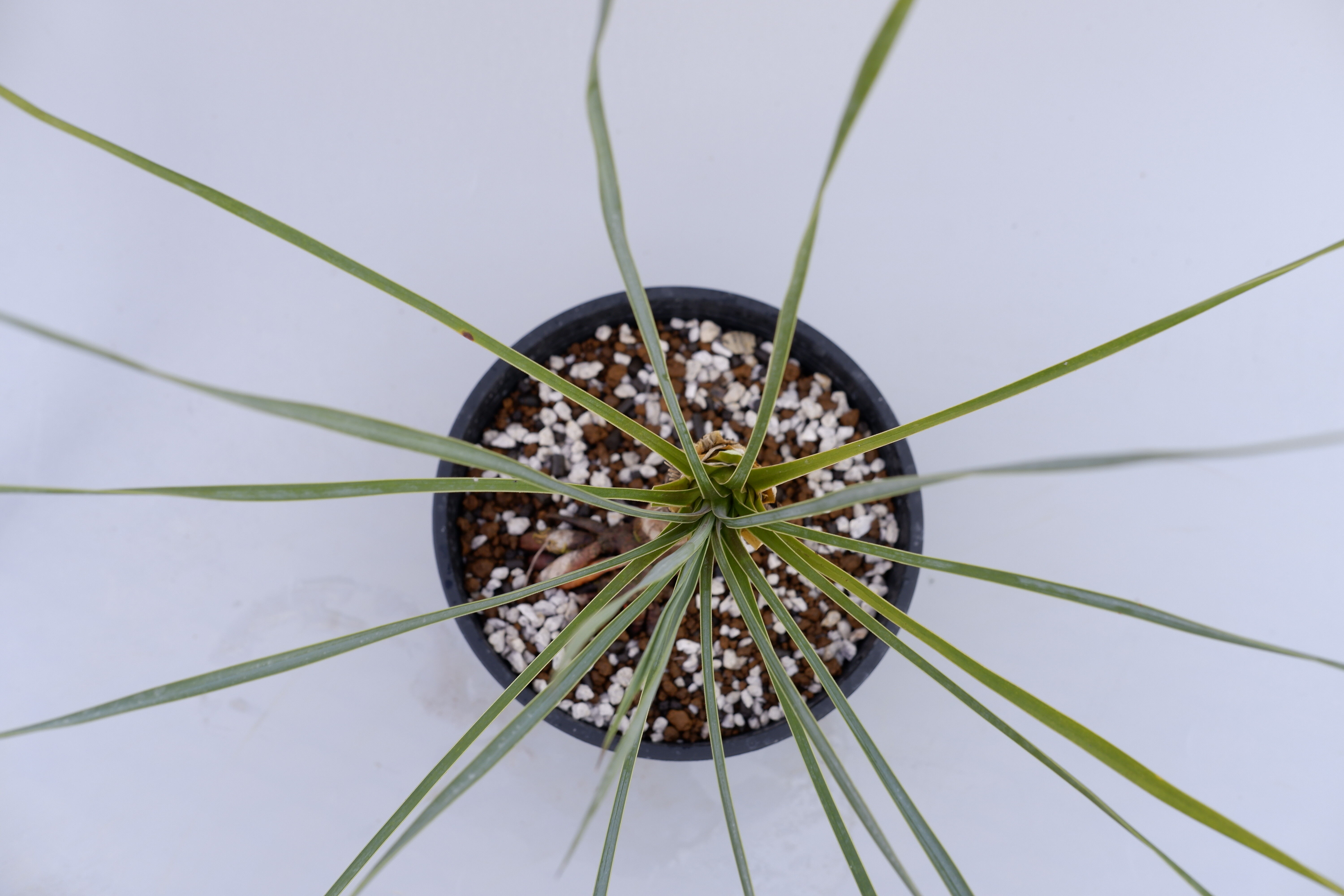 ユッカ ロストラータ 003【幹立ち】 Yucca Rostrata | Sunny Branch