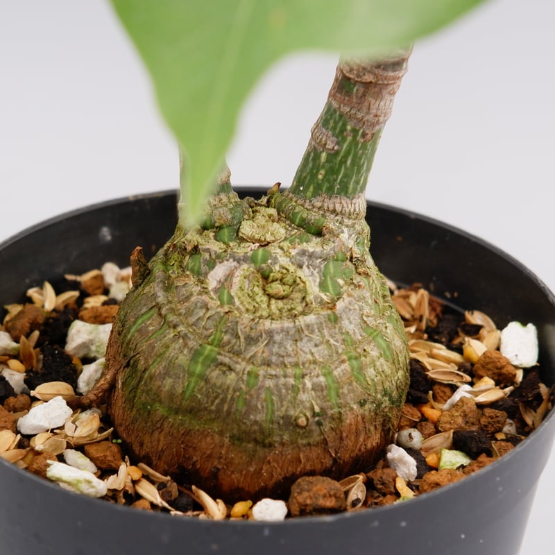 まんまる型 プセウド ボンバックス 023 Pseudobombax ellipticum |